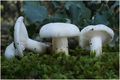Hygrophorus cossus